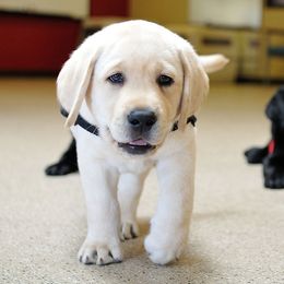 Golden Retriever and Labrador Retriever Puppies from Can Do Canines Assistance Dogs