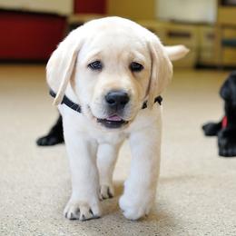 Golden Retriever and Labrador Retriever Puppies from Can Do Canines Assistance Dogs