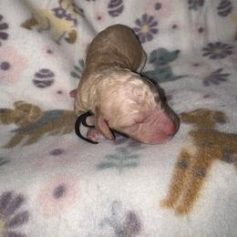 Black Collar - Cream male Goldendoodle puppy in Simpsonville, South Carolina from D & D Golden Doodles, LLC