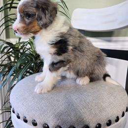 Molly - Blue merle female Bernedoodle puppy in Holtwood, Pennsylvania from Country Ridge Puppies