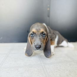 Basset Hound Puppies from Central Kentucky Basset Hounds