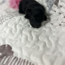 Sterling - Silver female Poodle puppy in Poplarville, Mississippi from Southern Belle Poodles