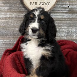 Charley - Tri-color male Bernedoodle puppy in Phelan, California from PuppyPaws4U