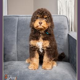 Troy - Brown and tan male Cockapoo puppy in Connersville, Indiana from Deaz Doodle Ranch