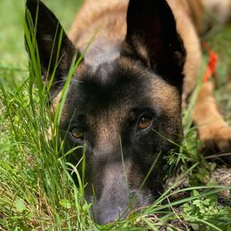 Gucci - Belgian Malinois
