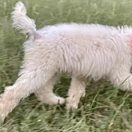 Poodles from Straight Faithed Farm