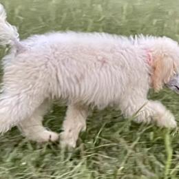 Poodles from Straight Faithed Farm