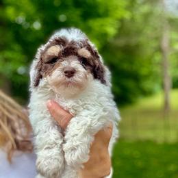 Link - Tri-color male Bernedoodle puppy in Fayetteville, Arkansas from Huckleberry Bernedoodles