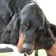 Gordon Setters from Osage Ridge
