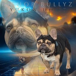 Yukon - French Bulldog