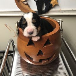 Boy 1 - Black rust and white male Bernese Mountain Dog puppy in Carlotta, California from Aunt-T’s Australian Shepherds