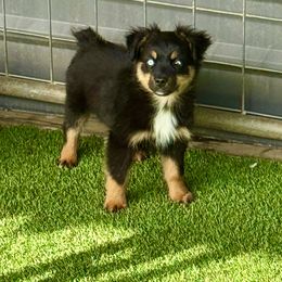Tri female - Black tri female Miniature Australian Shepherd puppy in Lemon Cove, California from Magic Ranch Mini Aussies