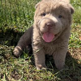 Sharolette - Lilac dilute female Chinese Shar-Pei puppy in Auburn, Kansas from Justin's Chinese Shar-Pei