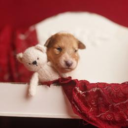 Regent temporarily on hold - Sable merle and white female Collie puppy in Blacksburg, Virginia from Blackberry Hills Cattle dogs and Collies