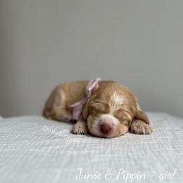 Cove - Caramel female Australian Labradoodle puppy in Belding, Michigan from Rutu Australian Labradoodles