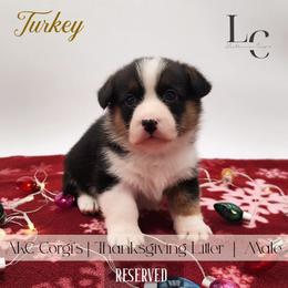 Turkey - Black and tan male Pembroke Welsh Corgi puppy in Pine Village, Indiana from NL Horsemanship