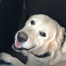 Loki - Golden Retriever