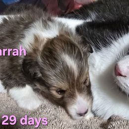 Farrah - Special Holiday Price Through Nov 30 - Sable & white female Toy Shetland Sheepdog puppy in Houston, Texas from LaLa's Lilliputian Lassies