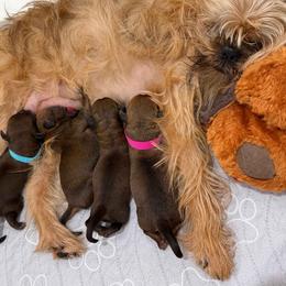 Brussels Griffons from Andria Satero