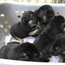 German Shepherd Puppies from Sandy’s Shepherds