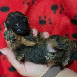 Skyy - Brindle female Poodle puppy in Plainfield, New Jersey from Caris Paws Poodles and Labradoodles
