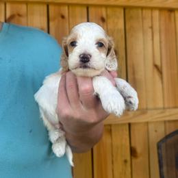 Ansel - Red and white male Cockapoo puppy in Holton, Indiana from MoonShine Babies