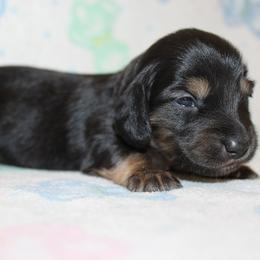 Girl 4 - Black and cream female Dachshund puppy in Craig, Colorado from Rocky Mountain Shih Tzus and Dry Creek Miniature Dachshunds