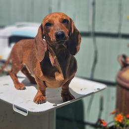 Scarlett - Dachshund