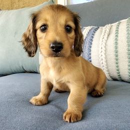 Janet - Cream female Dachshund puppy in Aiken, South Carolina from Ming's Mongols