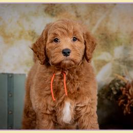 Blaze - Red  male Goldendoodle puppy in Connersville, Indiana from Deaz Doodle Ranch