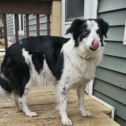 Newt - Border Collie