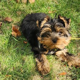 Yorkshire Terrier Puppies from Yorkie Puppies Redwood Ranch Chicago