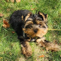 Yorkshire Terrier Puppies from Yorkie Puppies Redwood Ranch Chicago
