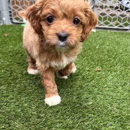 Chardonnay - Golden female Cockapoo puppy in Williamston, South Carolina from Sassy Bob’s Dogs