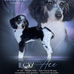 Ace - Bernedoodle