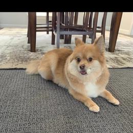 Pebbles - Pomeranian
