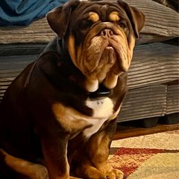 Heavy Chevy - Bulldog
