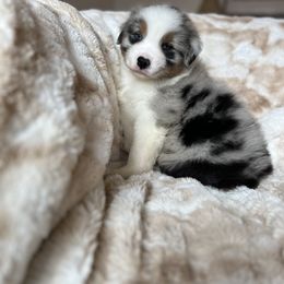 Australian Shepherd Puppies from Rock Canyon Australian Shepherds