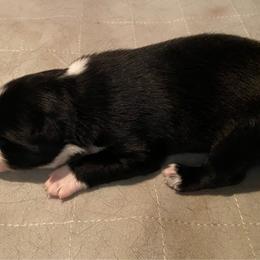 Black Bi - Black & white female Australian Shepherd puppy in Ennis, Montana from D4R Australian Shepherds
