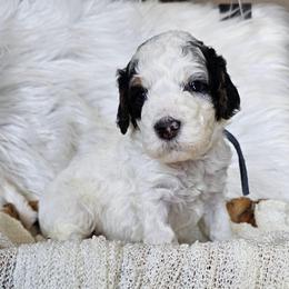 Zen - Black and white male Bernedoodle puppy in Decatur, Georgia from So Adoodable