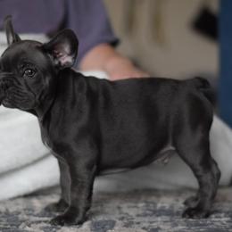 French Bulldog Puppies from Poppy’s Frenchies