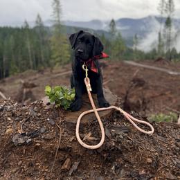 Labrador Retriever Puppies from Knotty Creek Labradors