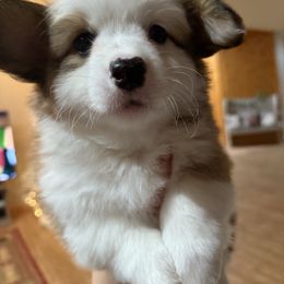 Pumpkin - White and red female Pembroke Welsh Corgi puppy in Atascadero, California from California Corgis and Kunes