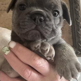 Boy 2 - Fawn male French Bulldog puppy in Norwalk, Ohio from The Frenchie Ravine Connection LLC
