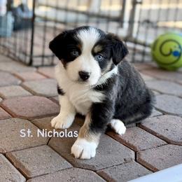 St. Nicholas - Black tri male Miniature Australian Shepherd puppy in Chino Valley, Arizona from BlueZion Aussies