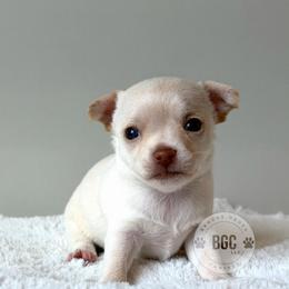 Ember - Cream female Chihuahua puppy in Forsyth, Georgia from Brooks Grove Canines LLC