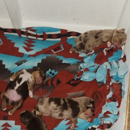 Australian Shepherd puppies from S & E Delightful Aussies