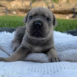 Slate - Gray and fawn male Cane Corso puppy in Utah from 3Lake Kennelz