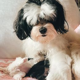 Havanese from Havanese