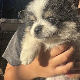 Pomeranian Puppies from Pomni Poms